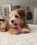 Morkie Being Cute Morkie Being Cute