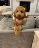 Cute Mini Goldendoodle Pup Cute Mini Goldendoodle Pup