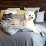 Cute Yorkie Designer Pup Cute Yorkie Designer Pup