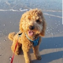 Cute Mini Goldendoodle Poodle Mix Pup