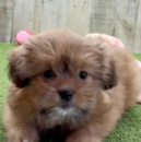 Shih Pom Being Cute