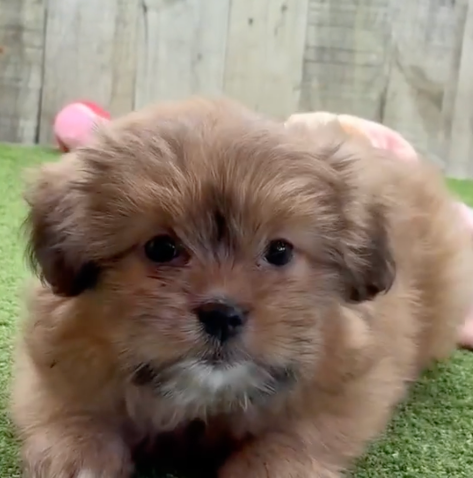 Shih Pom Being Cute