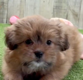 Pomshi Puppies For Sale - Puppy Love PR