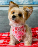Cute Yorkie Designer Pup Cute Yorkie Designer Pup