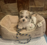 Puppy For Sale - Southern Dog Club