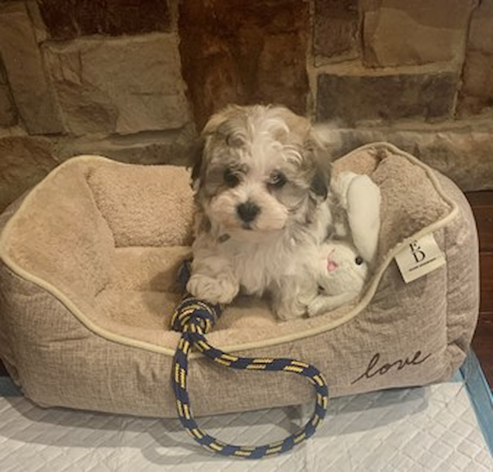 Puppy For Sale - Southern Dog Club