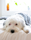 Cute Mini Sheepadoodle Pup