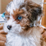 Shih Poo Being Cute Shih Poo Being Cute