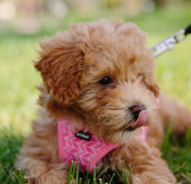 Multipoo Puppies For Sale - Puppy Love PR