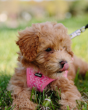 Cute Maltipoo Poodle Mix Pup