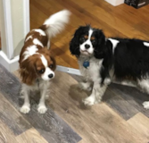 Cute Cavalier King Charles Spaniel Purebred Pup Cute Cavalier King Charles Spaniel Purebred Pup