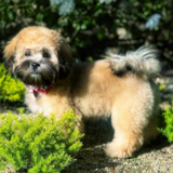Cute Shih Poo Poodle Mix Pup Cute Shih Poo Poodle Mix Pup