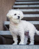 Cute Maltipoo Poodle Mix Pup