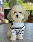 Cute Poochon Pup Cute Poochon Pup