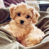 Cute Cavachon Pup Cute Cavachon Pup