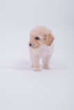 Cute Maltipoo Poodle Mix Pup