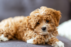 Cute Cavapoo Poodle Mix Pup