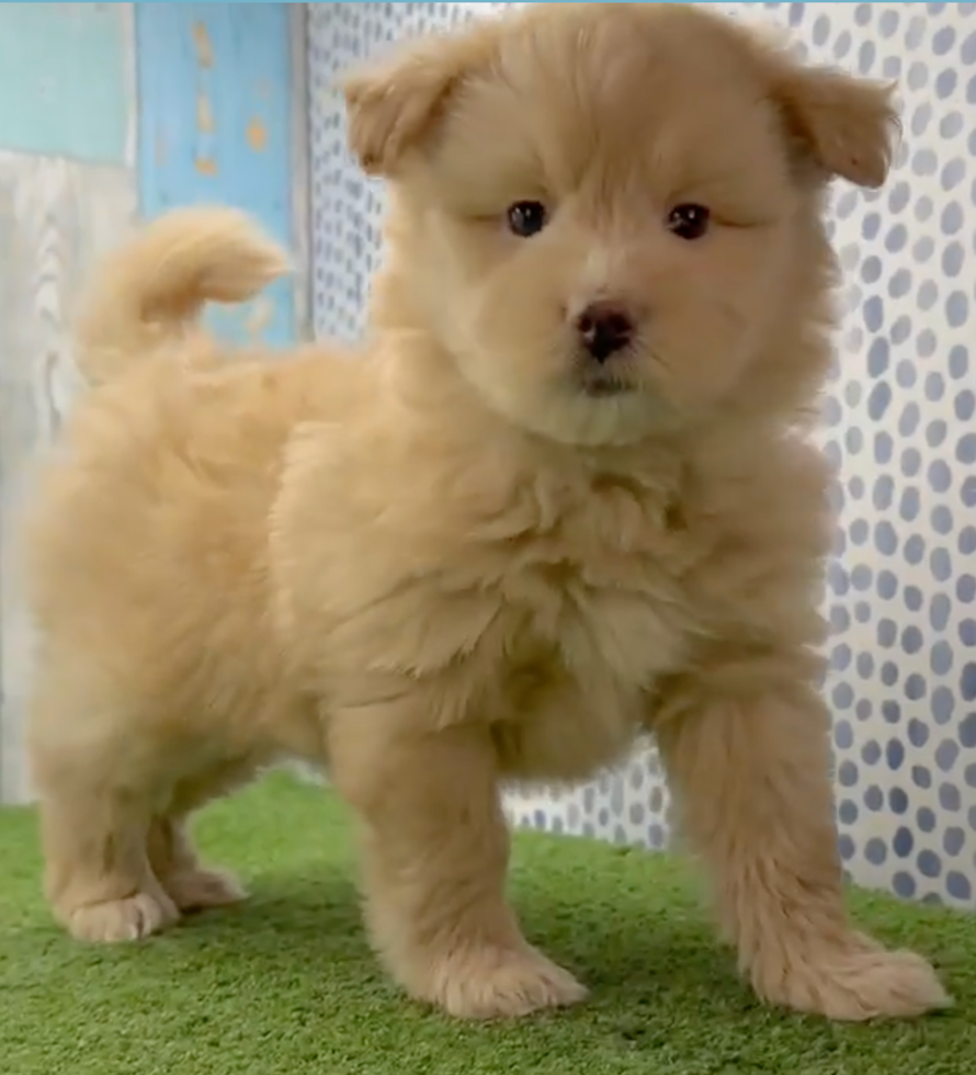 Happy Mini Pomskydoodle Poodle Mix Pup