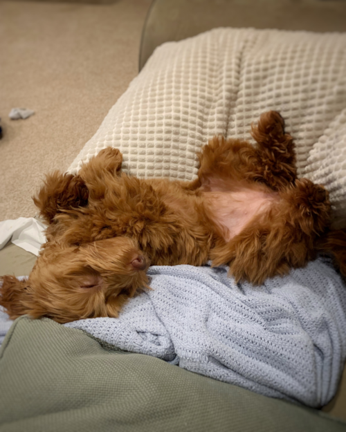 Cute Mini Labradoodle Poodle Mix Pup