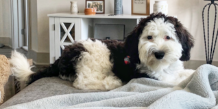 Cute English Sheep Poodle Mix Pup Cute English Sheep Poodle Mix Pup