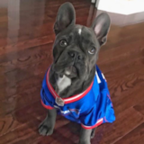 Cute French Bulldog Purebred Pup Cute French Bulldog Purebred Pup