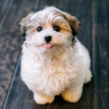 Cute Havanese Pup Cute Havanese Pup