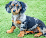 Mini Doxiedoodle Puppies For Sale Puppy Love PR