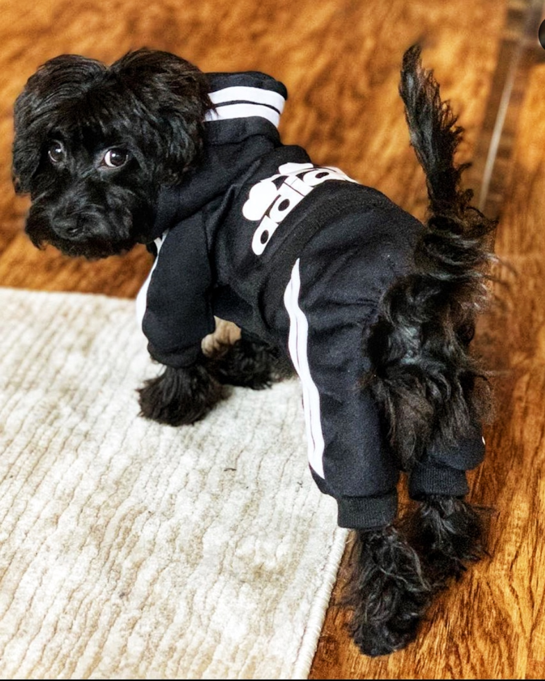 Cute Yorkie Doodle Poodle Mix Pup