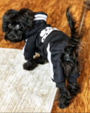Cute Yorkie Doodle Poodle Mix Pup Cute Yorkie Doodle Poodle Mix Pup