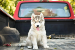 Cute Pomsky Designer Pup