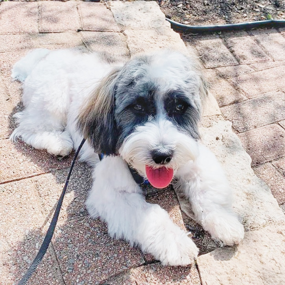 Cute Havanese Purebred Pup