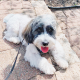 Cute Havanese Purebred Pup Cute Havanese Purebred Pup