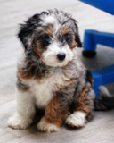 Cute Mini Bernadoodle Poodle Mix Pup