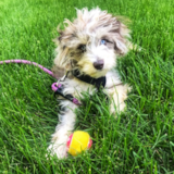 Mini Aussiedoodle Being Cute Mini Aussiedoodle Being Cute