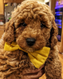 Poodle Being Cute Poodle Being Cute