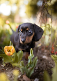 Dachshund Being Cute