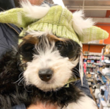 Cute Mini Bernedoodle Poodle Mix Pup Cute Mini Bernedoodle Poodle Mix Pup