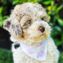 Cute Bichonpoo Poodle Mix Pup