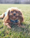 Cute Cavalier King Charles Spaniel Purebred Pup Cute Cavalier King Charles Spaniel Purebred Pup