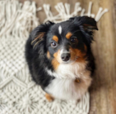 Cute Mini Aussie Purebred Pup Cute Mini Aussie Purebred Pup