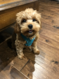 Cute Cavapoo Pup Cute Cavapoo Pup