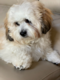 Cute Teddy Bear Designer Pup Cute Teddy Bear Designer Pup
