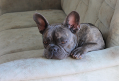 French Bulldog Being Cute French Bulldog Being Cute