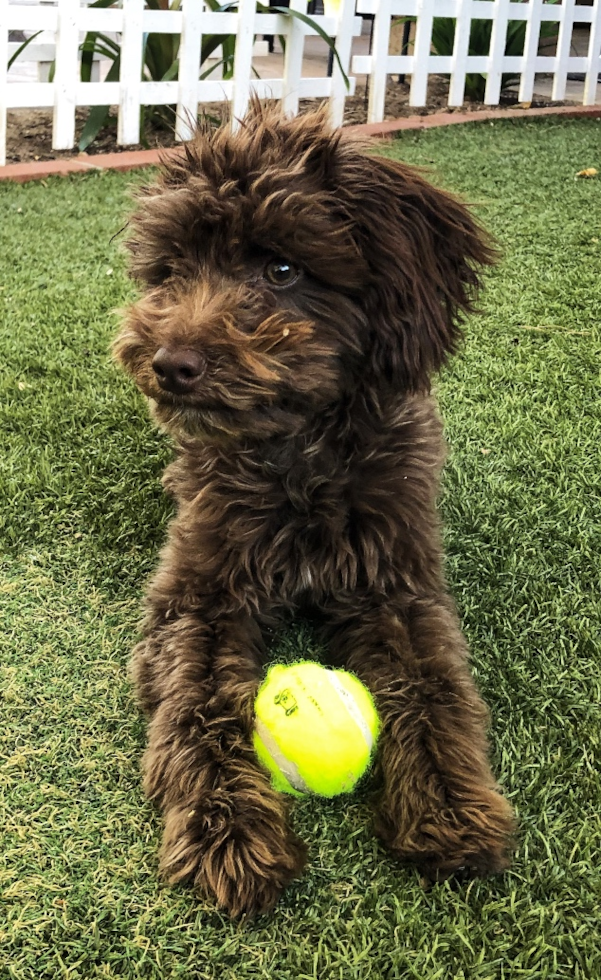 Cute Mini Aussiedoodle Pup