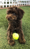 Cute Mini Aussiedoodle Pup Cute Mini Aussiedoodle Pup