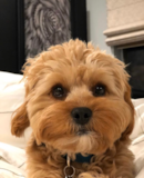 Cavapoo Being Cute Cavapoo Being Cute