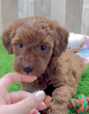Mini Irish Doodle Being Cute