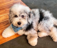 Cute English Sheep Dog Poodle Mix Pup Cute English Sheep Dog Poodle Mix Pup