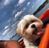 Cute Teddy Bear Pup Cute Teddy Bear Pup