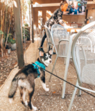 Cute Pomsky Designer Pup Cute Pomsky Designer Pup